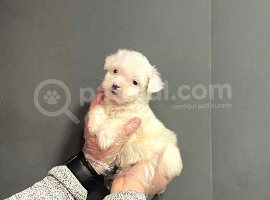 Maltipoo Cinsi