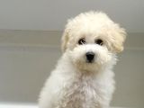 Maltipoo Cinsi