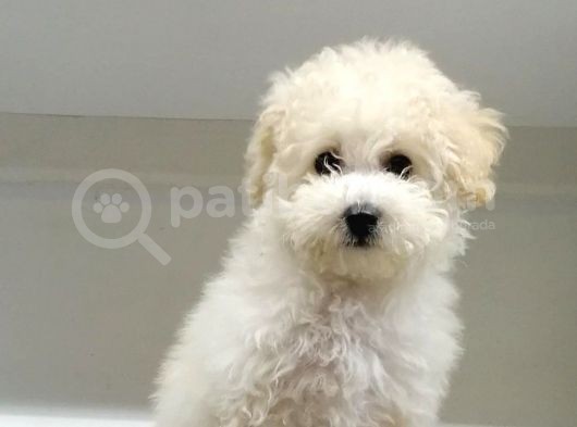 Maltipoo Cinsi görsel