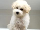 Maltipoo Cinsi