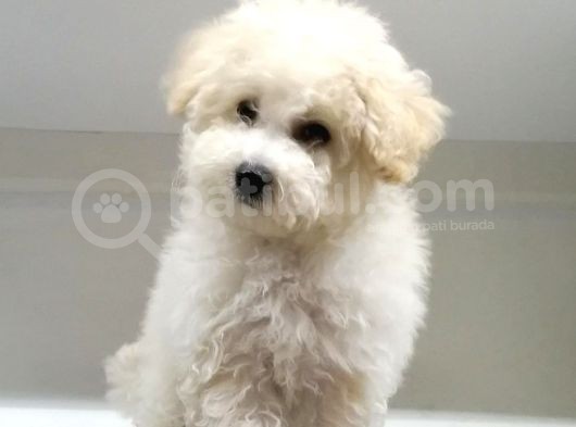 Maltipoo Cinsi görsel