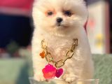 Safkan Pomeranian Boo Yavrularımız