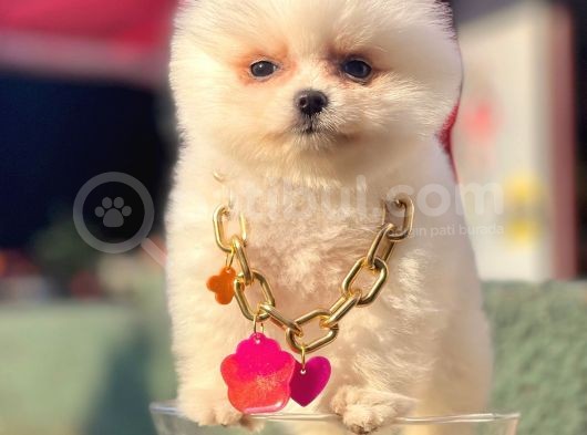 Safkan Pomeranian Boo Yavrularımız görsel