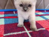 3 Aylık Scottish Fold