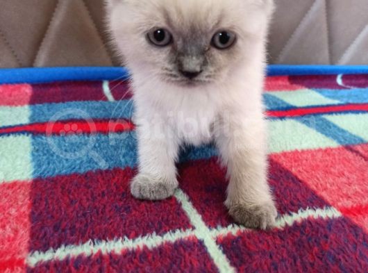 3 Aylık Scottish Fold