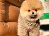 Safkan Pomeranian Boo Yavrularımız