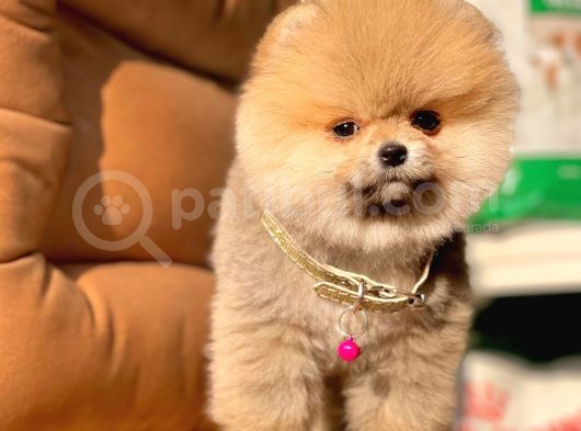 Safkan Pomeranian Boo Yavrularımız