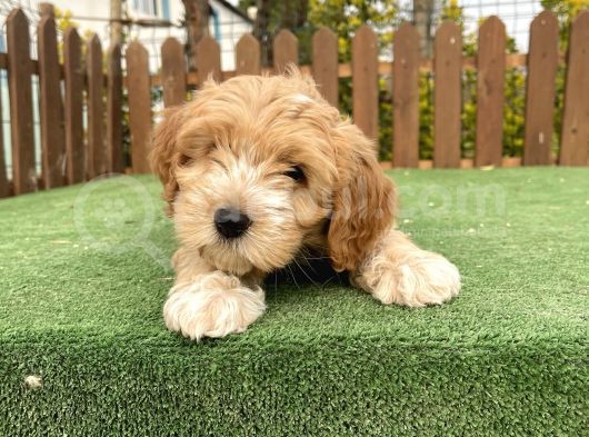 Show Kalite Maltipoo Bebekler görsel
