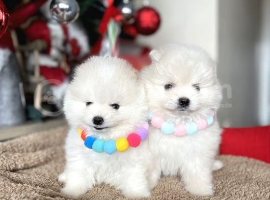Teddy Face Pomeranian Boo Bebekler görsel