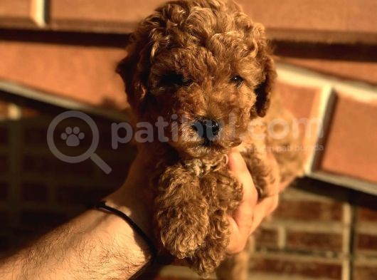 Red Brawn Dişi Toy Poodle görsel