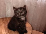Bri̇ti̇sh Shorthai̇r (Si̇lver&Black)
