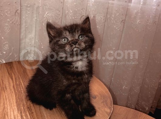 Bri̇ti̇sh Shorthai̇r (Si̇lver&Black) görsel
