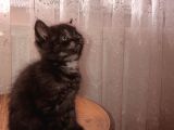 Bri̇ti̇sh Shorthai̇r (Si̇lver&Black)