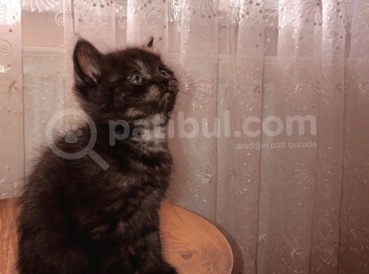 Bri̇ti̇sh Shorthai̇r (Si̇lver&Black) görsel