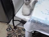 3 Aylık Scottish Fold
