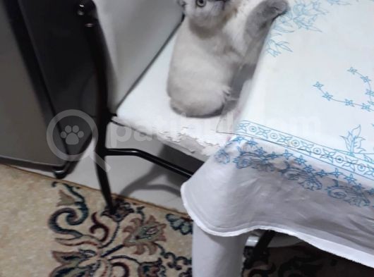 3 Aylık Scottish Fold görsel