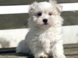Baby Face Maltese 0 Numara Yavrular
