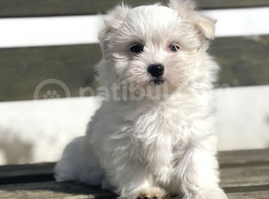 Baby Face Maltese 0 Numara Yavrular görsel