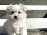 Baby Face Maltese 0 Numara Yavrular