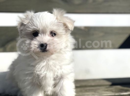 Baby Face Maltese 0 Numara Yavrular görsel