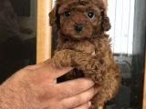 Red Brawn Dişi Toy Poodle