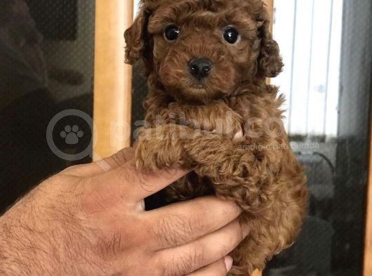Red Brawn Dişi Toy Poodle görsel