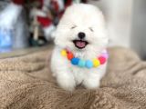 Teddy Face Pomeranian Boo Bebekler