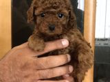 Red Brawn Dişi Toy Poodle