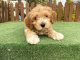 Show Kalite Maltipoo Bebekler