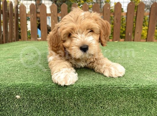Show Kalite Maltipoo Bebekler görsel