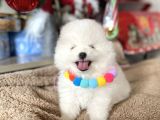 Teddy Face Pomeranian Boo Bebekler
