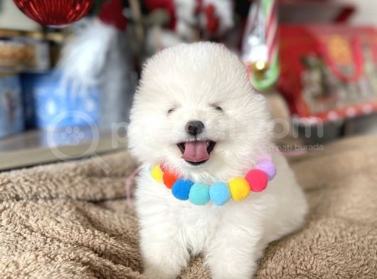 Teddy Face Pomeranian Boo Bebekler görsel
