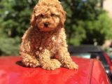 Orji̇nal Toy Poodle Di̇şi̇ Ve Erkek