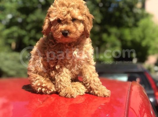 Orji̇nal Toy Poodle Di̇şi̇ Ve Erkek görsel