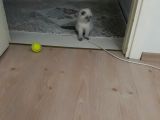 3 Aylık Scottish Fold