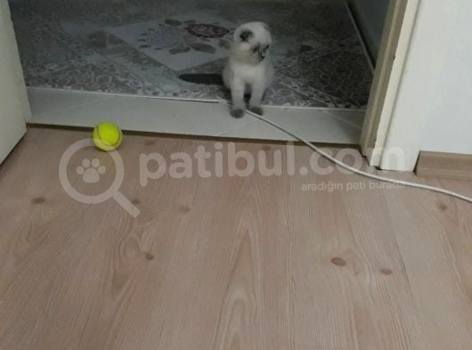 3 Aylık Scottish Fold görsel