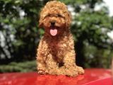 Orji̇nal Toy Poodle Di̇şi̇ Ve Erkek
