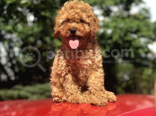 Orji̇nal Toy Poodle Di̇şi̇ Ve Erkek