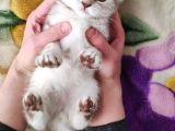 Bri̇ti̇sh Dost Canlisi Yavru Kedi̇