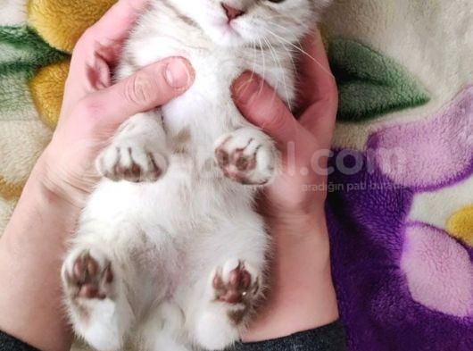 Bri̇ti̇sh Dost Canlisi Yavru Kedi̇ görsel