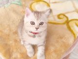 Bri̇ti̇sh Dost Canlisi Yavru Kedi̇