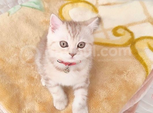 Bri̇ti̇sh Dost Canlisi Yavru Kedi̇ görsel