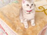 Bri̇ti̇sh Dost Canlisi Yavru Kedi̇