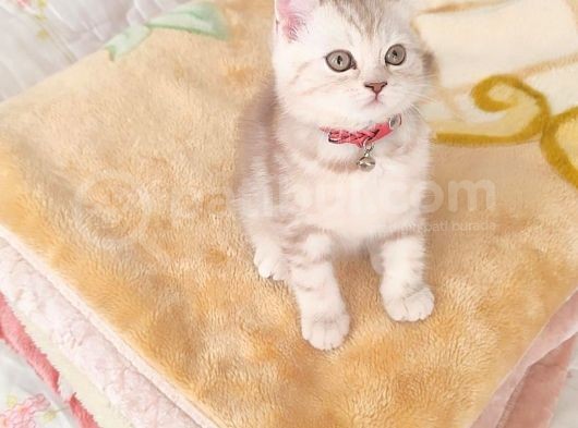 Bri̇ti̇sh Dost Canlisi Yavru Kedi̇ görsel