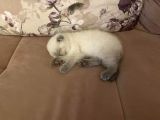 3 Aylık Scottish Fold