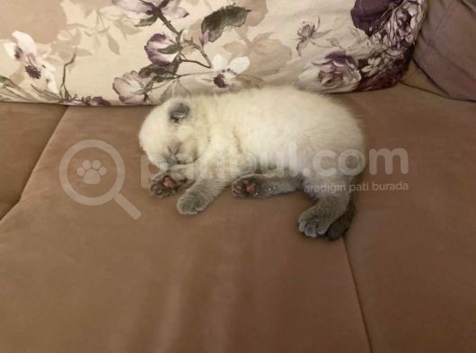 3 Aylık Scottish Fold görsel