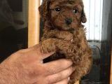 Red Brawn Dişi Toy Poodle
