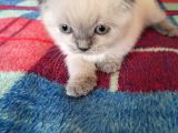 3 Aylık Scottish Fold