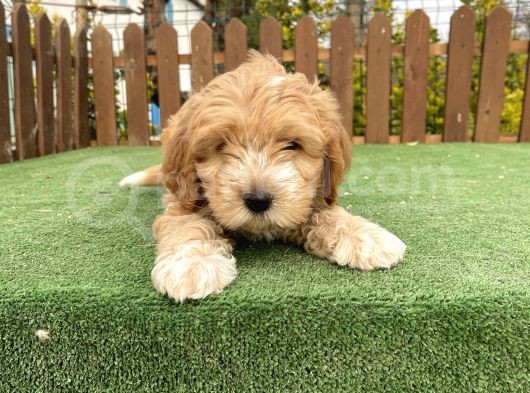 Show Kalite Maltipoo Bebekler