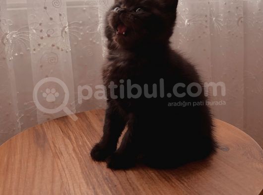 Bri̇ti̇sh Shorthai̇r (Si̇lver&Black) görsel